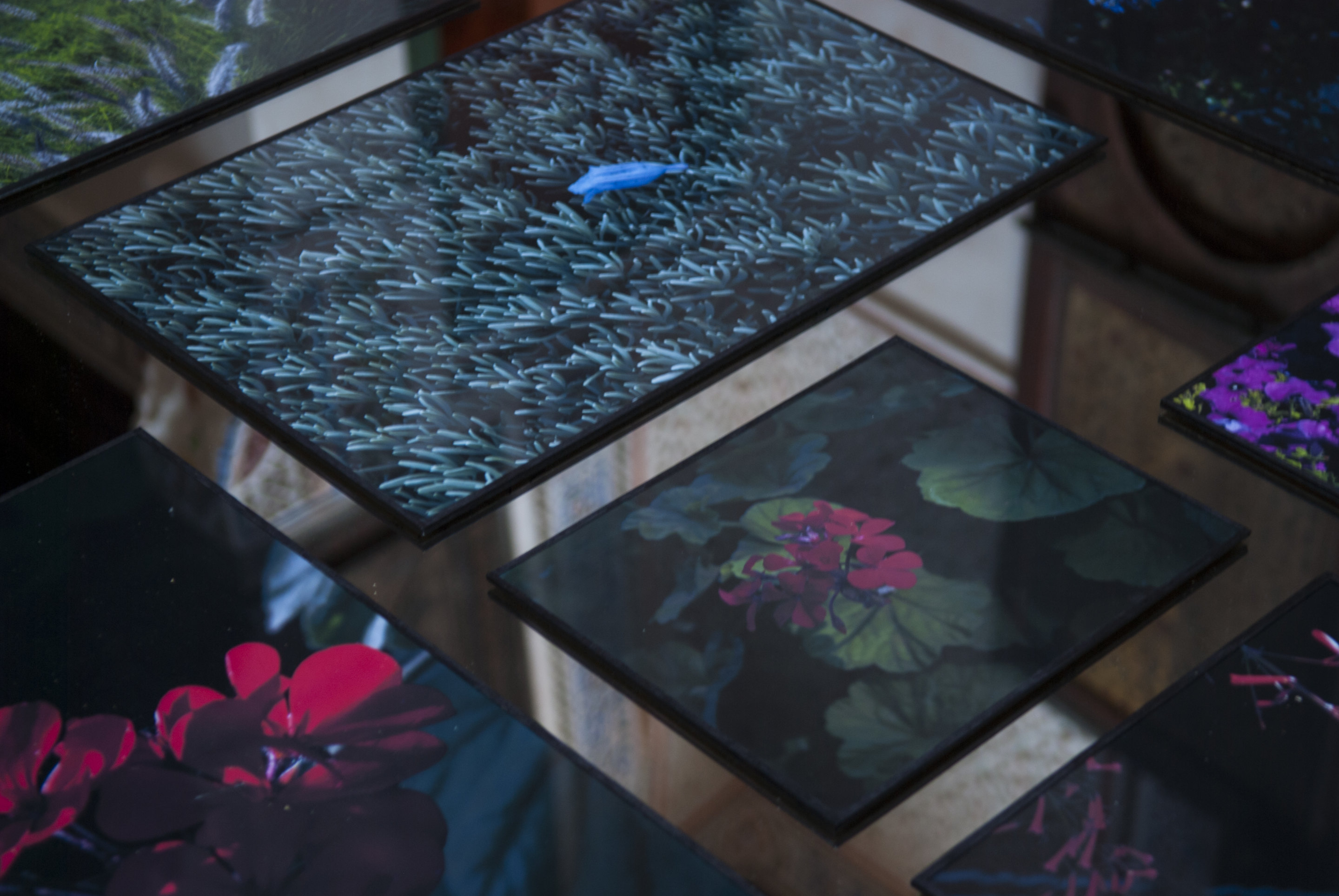Cover image of The Blind Dream